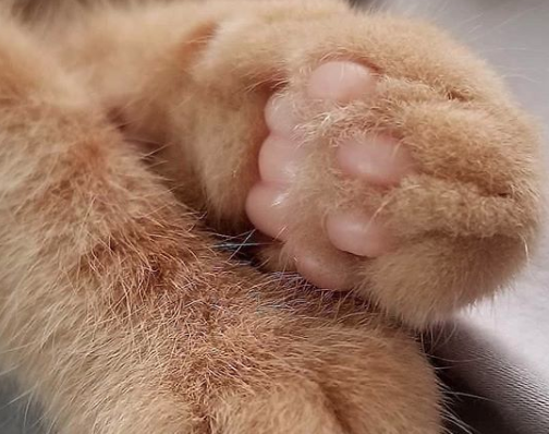 shiroikenyan's tweet photo. 💖肉球第二弾　お行儀よく～（猫もふふもふシリーズ）
#猫 #猫好きさんと繋がりたい #ねこのいる幸せ #里親募集 #猫のいる暮らし #ねこ部 #保護猫 #迷い猫 ＃迷子猫 ＃里親 https://t.co/S4GTBYcgYo