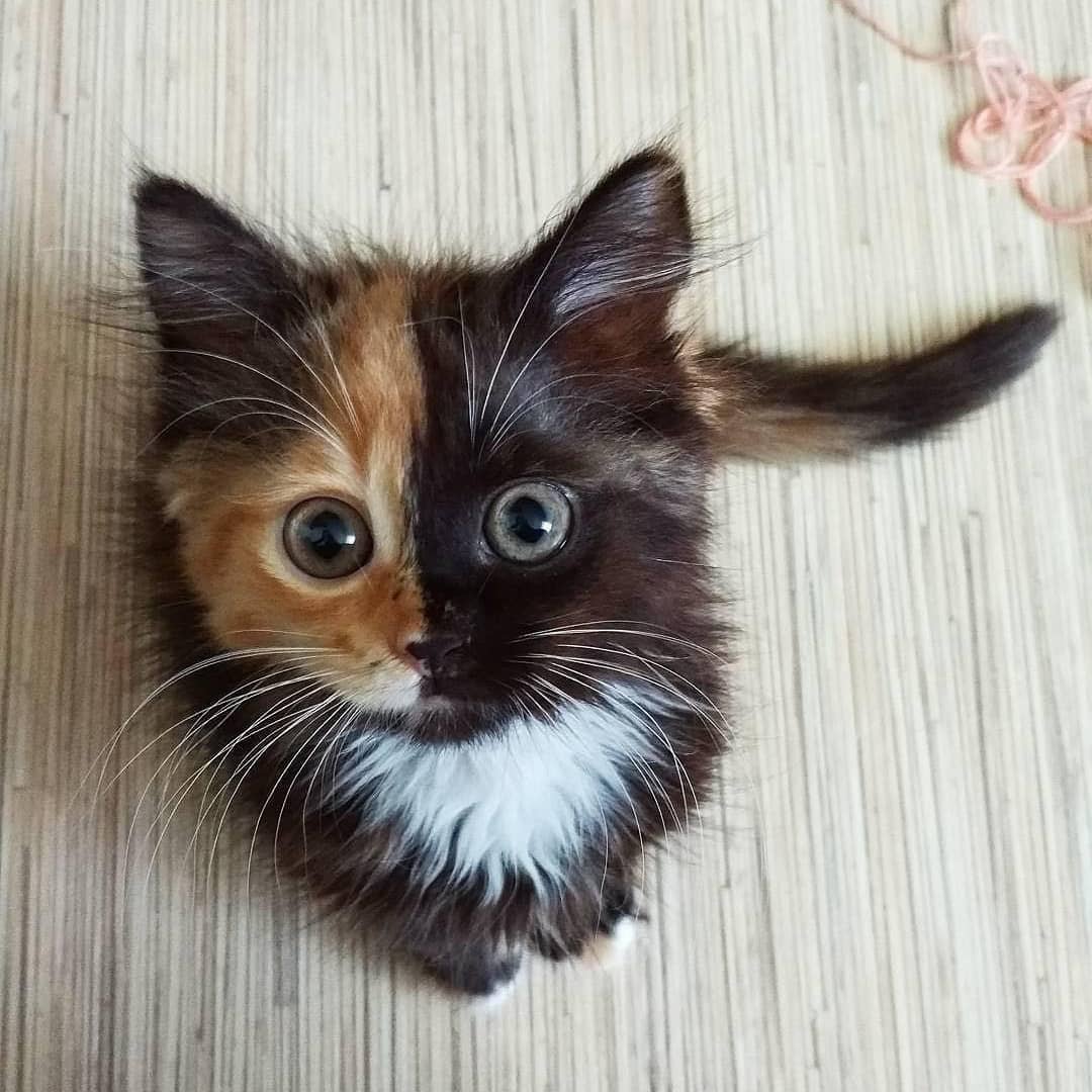 Cute one 😍😍

#cat #animal #photography #Kitty #cute