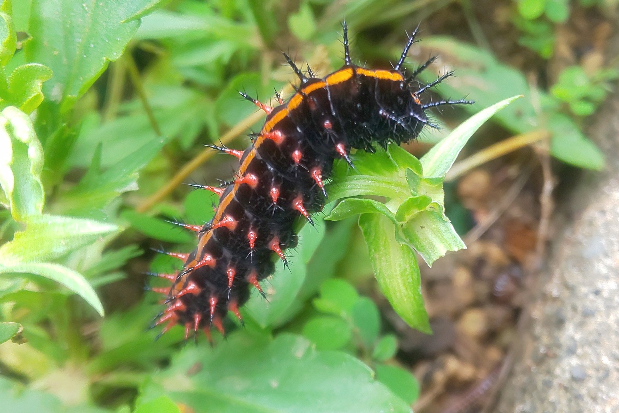 モッチの生き物アカ Hashibiro3mplus Twitter