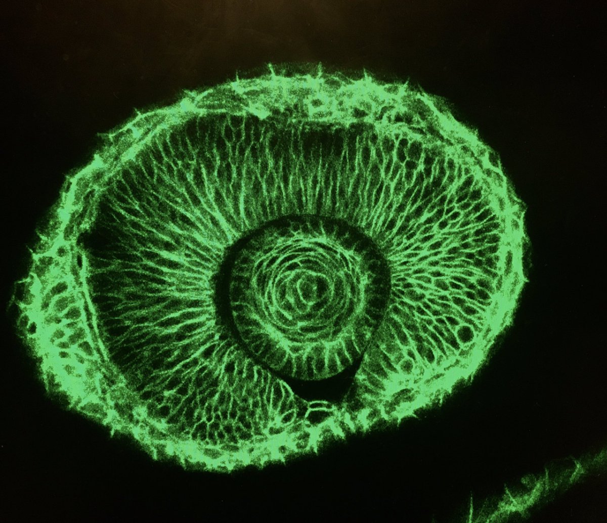 mayank_mchugh's tweet photo. First confocal image from my postdoc! That feeling of looking into a living organism through the objective and realising, gosh development is beautiful! Here’s zebrafish eye! 
#zebrafish #devbio #postdoc #microscopy @InfoIzfs @harvardmed https://t.co/IEeXpWSTC6