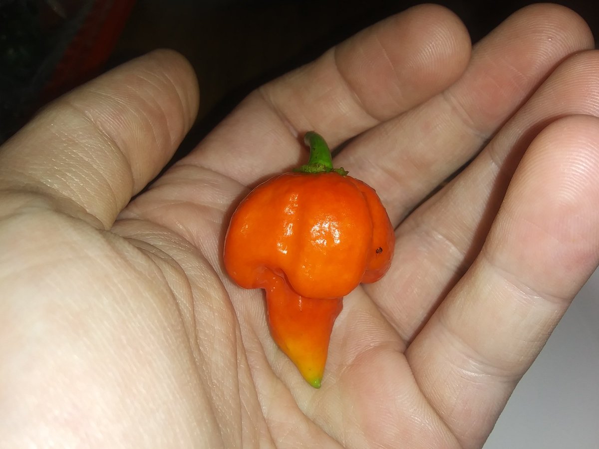 Eric_Olden's tweet photo. I've been picking more than this overall, feeling a bit lazy. The big scorpion has been harvested, ya ain't seen nothing yet! Dehydrating yesterdays harvest, hear the powder is nice.
#ButchT
#bowlingredokra
#Emeraldokra https://t.co/kWoG7HPEWY