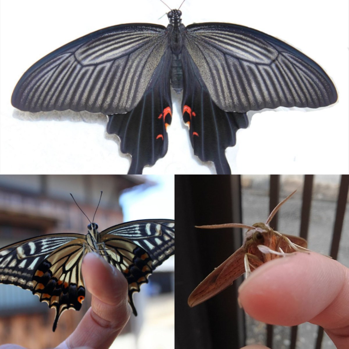 Hiroaki Matsui Lampoメカ造形進行中 飼育していたクロアゲハが無事羽化して飛び立っていった 見事な美しい姿だった またいつか飼育したい アゲハチョウ クロアゲハ 蝶々