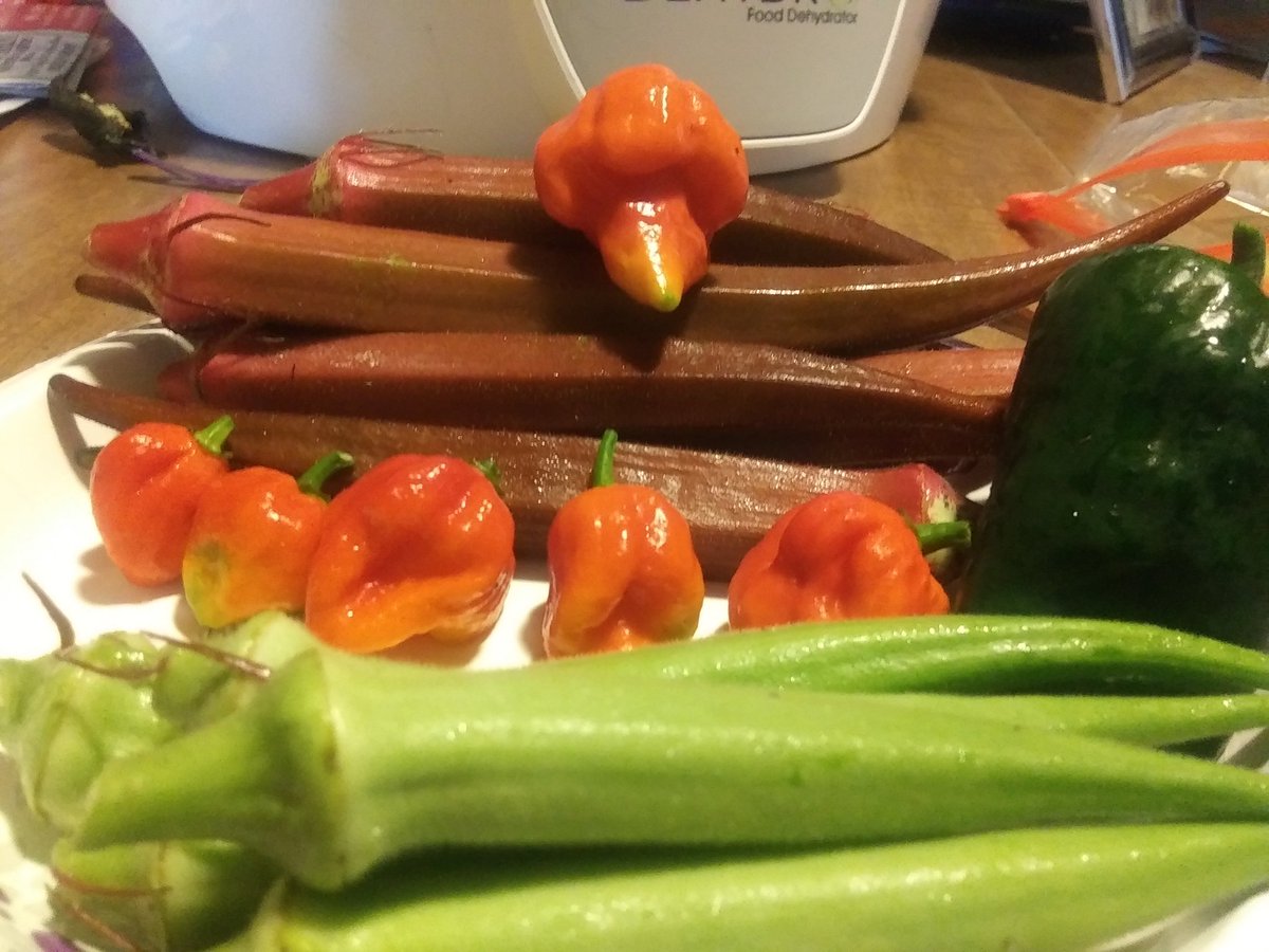 Eric_Olden's tweet photo. I've been picking more than this overall, feeling a bit lazy. The big scorpion has been harvested, ya ain't seen nothing yet! Dehydrating yesterdays harvest, hear the powder is nice.
#ButchT
#bowlingredokra
#Emeraldokra https://t.co/kWoG7HPEWY