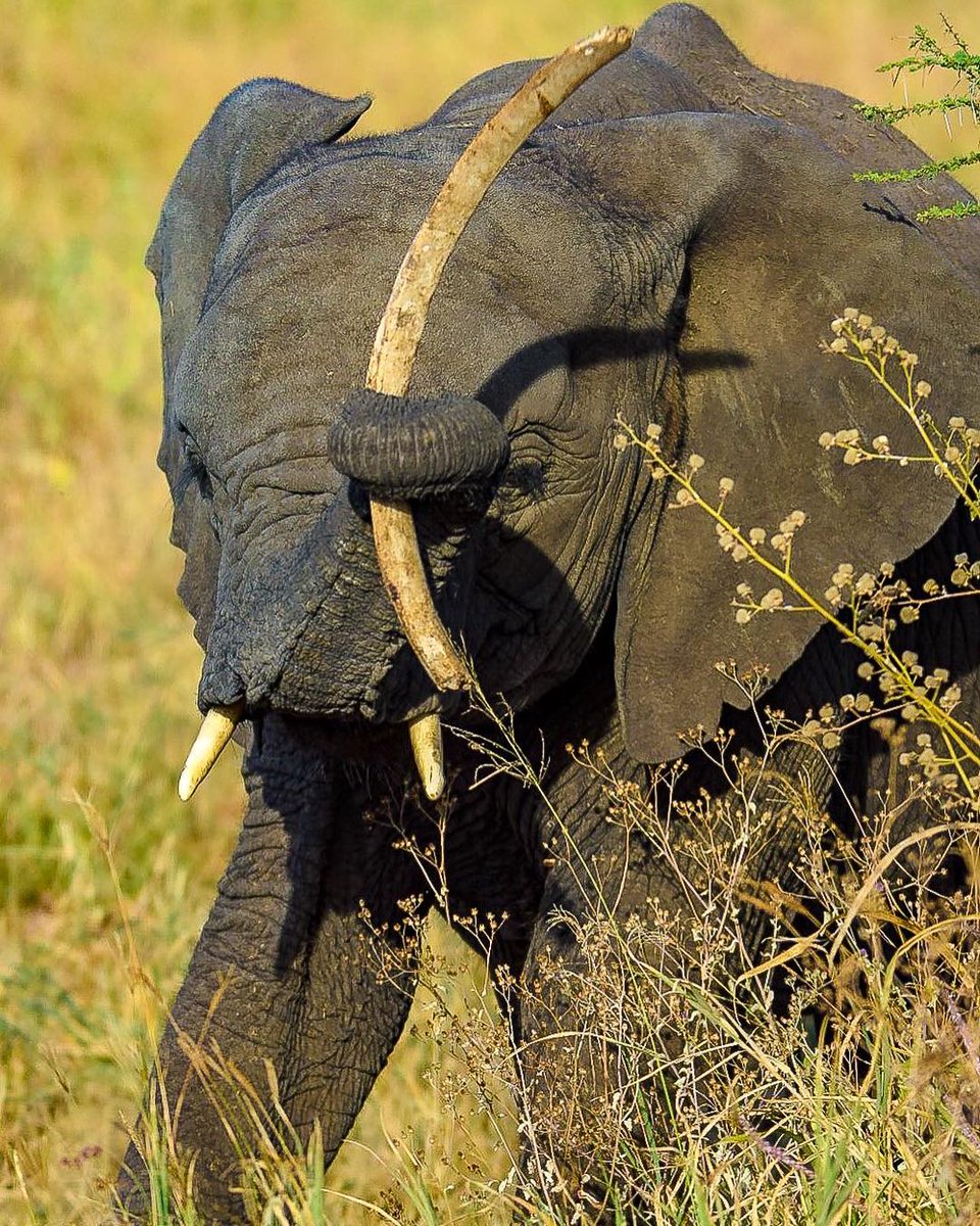 Do You Know??
Elephants are a jeopardized species because of poaching, diversion, logging, and territory misfortune. 

#wildlife #ngorongoro #ngorongorocrater #tanzaniawildlife #wildestafrica #tanzania #tanzaniawildlife #safari #gamedrive #travel #big5 #tanzaniadeatinations