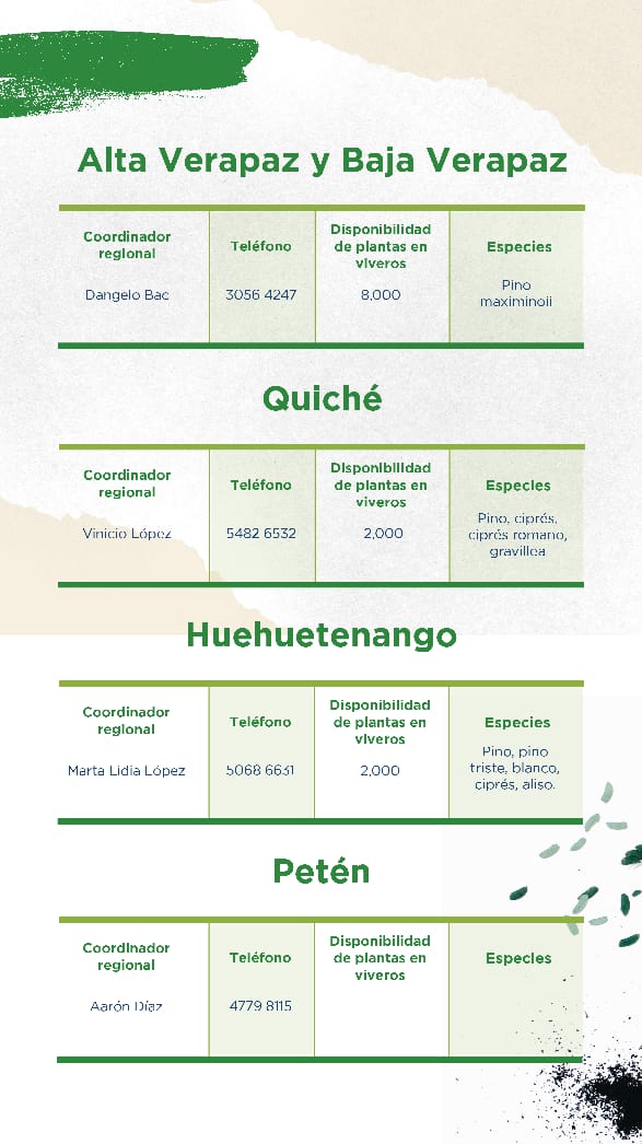 olindasalguero's tweet photo. Para #REFCA2020 #YoReforesto #DesdeCasa En #Guatemala hay entrega de arbolitos en la Ciudad de Guatemala, Sacatepequez, Chiquilla, Zacapa, Chimaltenango, Sololá, San Marcos, Alta y Baja Verapaz, Quiché, Huehuetenango, Petén y Santa Rosa 👇👇👇 https://t.co/56fimBJDsN