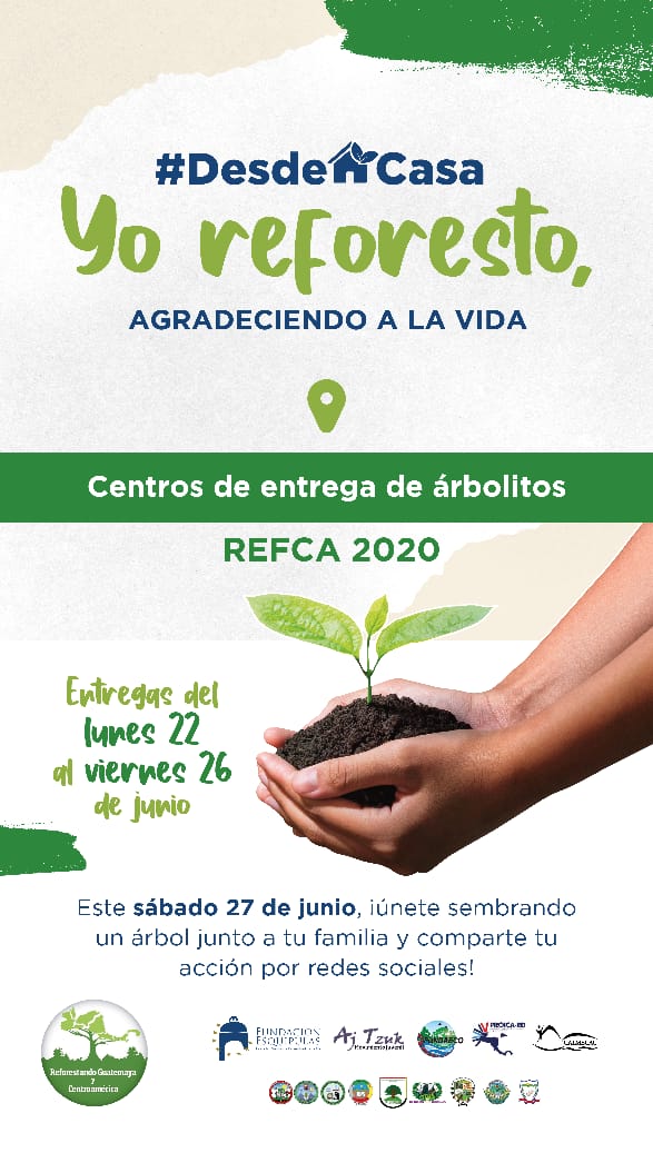 olindasalguero's tweet photo. Para #REFCA2020 #YoReforesto #DesdeCasa En #Guatemala hay entrega de arbolitos en la Ciudad de Guatemala, Sacatepequez, Chiquilla, Zacapa, Chimaltenango, Sololá, San Marcos, Alta y Baja Verapaz, Quiché, Huehuetenango, Petén y Santa Rosa 👇👇👇 https://t.co/56fimBJDsN