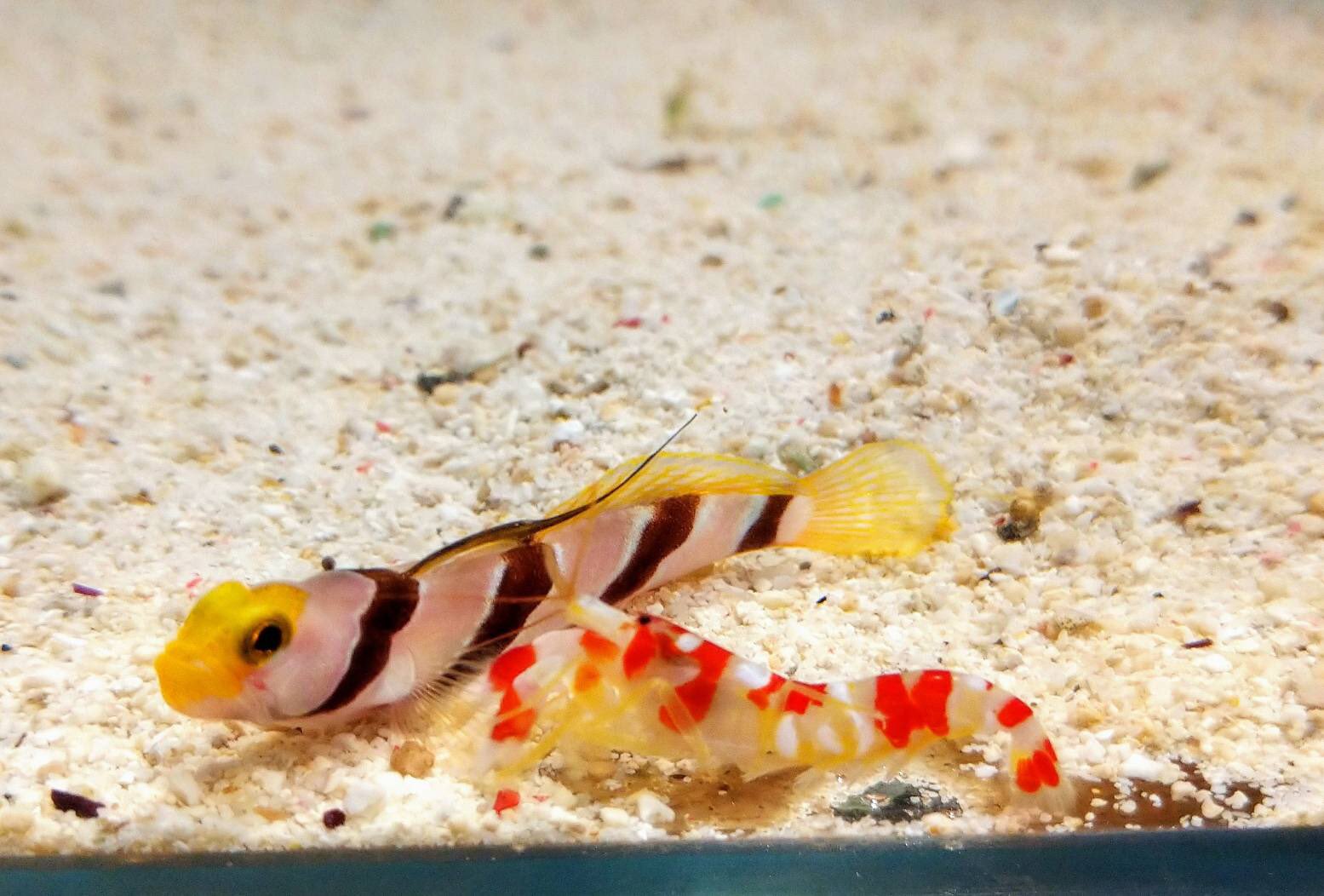 ヨコハマおもしろ水族館 赤ちゃん水族館 ニコニコ生放送決定 エビとハゼの巣作りを応援しよう ヒレナガネジリンボウとランドールピストルシュリンプが巣を作る様子のライブ映像を生配信 配信日程 6月27日9 00 6月28日18 00 ごはんタイム 1日2回 ヨコハマおもしろ水族館 赤ちゃん水族館 ニコニコ生放送決定 エビとハゼの巣作りを応援しよう ヒレナガネジリンボウとランドールピストルシュリンプが巣を作る様子のライブ映像を生配信 配信日程 6月27日9 00 6月28日18 00 ごはんタイム 1日2回