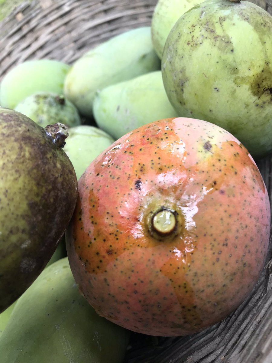 Adv_Basankumar's tweet image. 100%Natural mangoes used 0%chemical fertilizers                                      #avoiduseofchemicals
