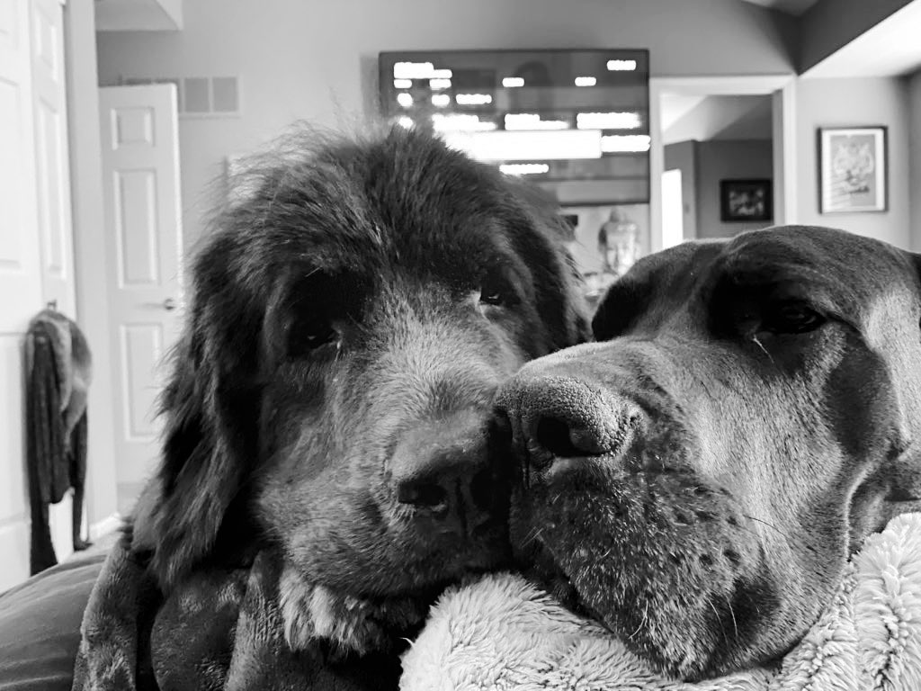 DrogoDane's tweet photo. Me and Ghost 👻 The Newfie. We’re tired. #Newfoundlanddog #graynewfie #newfie #dane #drogon #drogo #bigdog https://t.co/tuMs9xnx4T