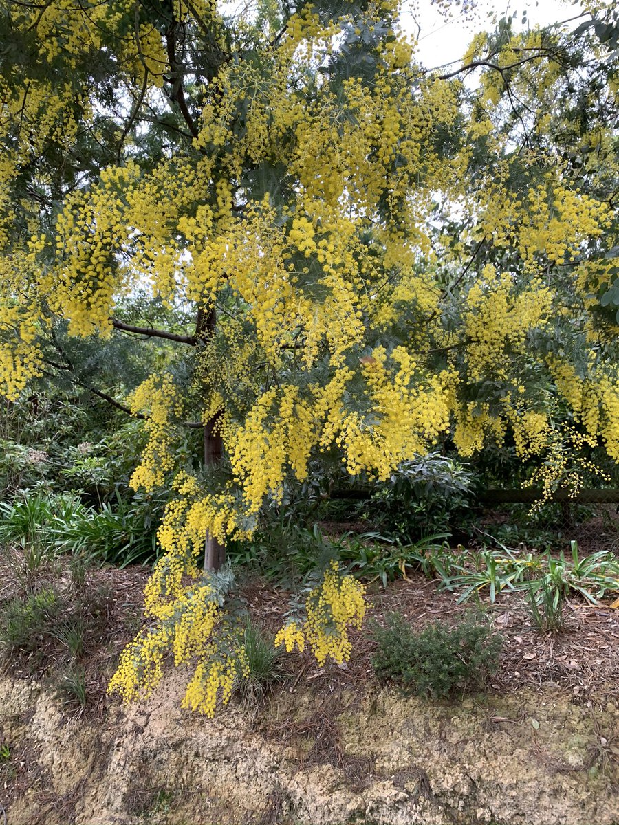 SueDuke1's tweet photo. Winter in Australia heralds the blossoming of our National flower, the golden wattle. (Acacia pycnantha Benth.). This year we are seeing such an abundance and vibrancy to our #greenandgold. #Australia #winterdownunder https://t.co/DLyI6KLakD