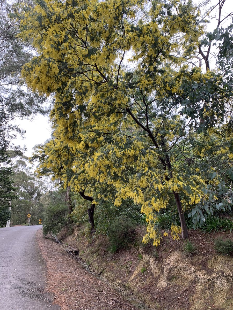 SueDuke1's tweet photo. Winter in Australia heralds the blossoming of our National flower, the golden wattle. (Acacia pycnantha Benth.). This year we are seeing such an abundance and vibrancy to our #greenandgold. #Australia #winterdownunder https://t.co/DLyI6KLakD