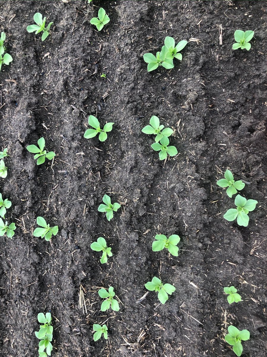 marranev's tweet photo. Reflex coming from Syngenta: pre-em control of broadleaf weeds in a range of legumes.  Reflex on left-Dunkeld Vic. https://t.co/MmwxOlgjl0