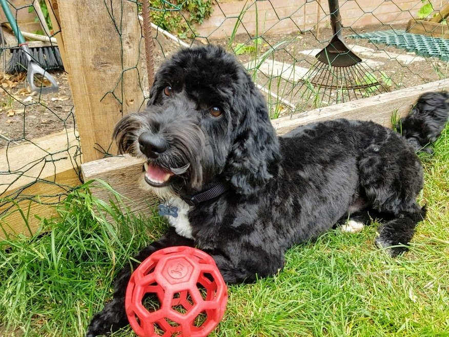 CockapooBarry's tweet image. I still love my Hol-ee roller ball. I've had it for ages now and I haven't destroyed it yet. What's your favourite toy?