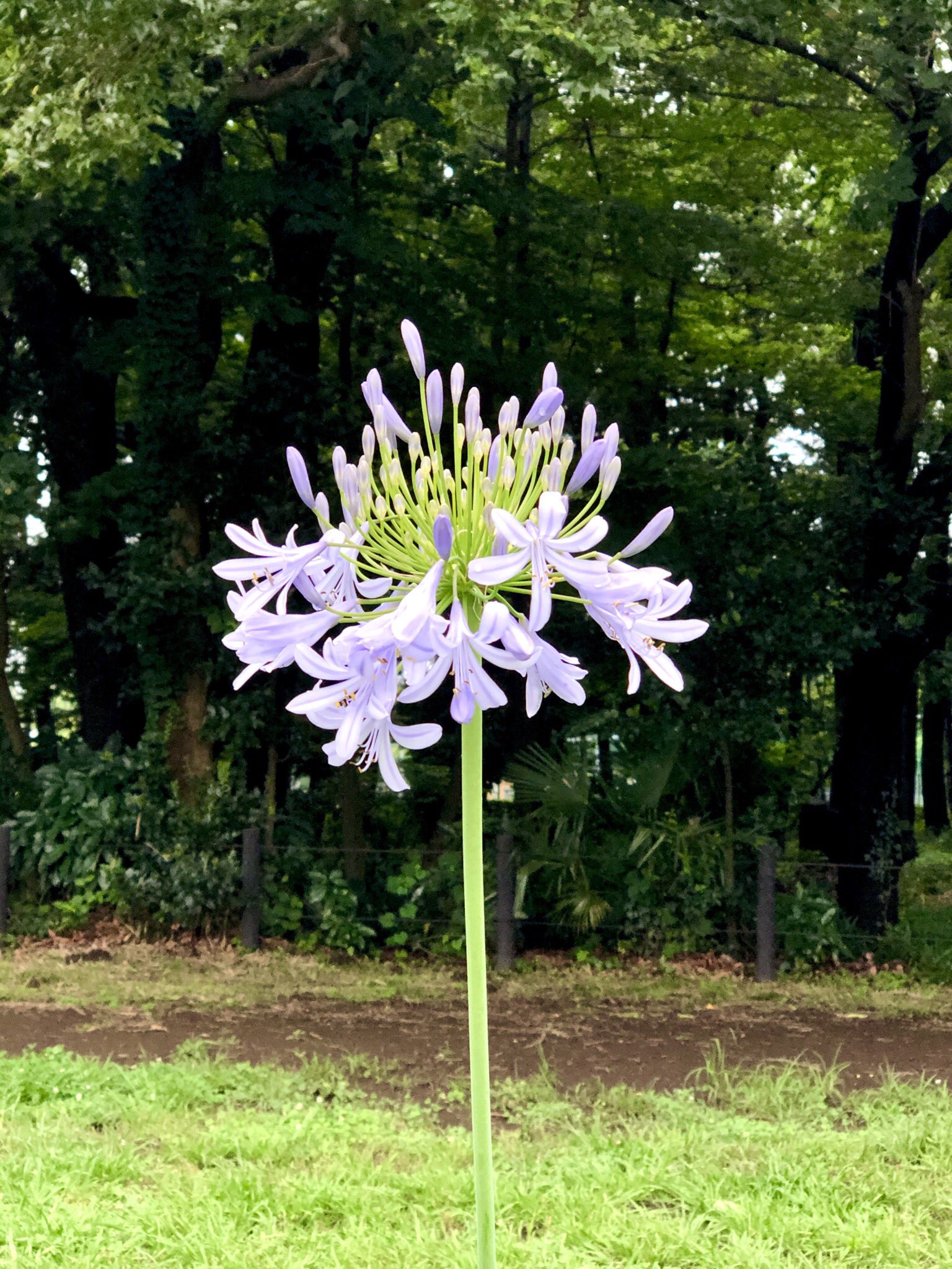 背の高い花 Twitter Search Twitter