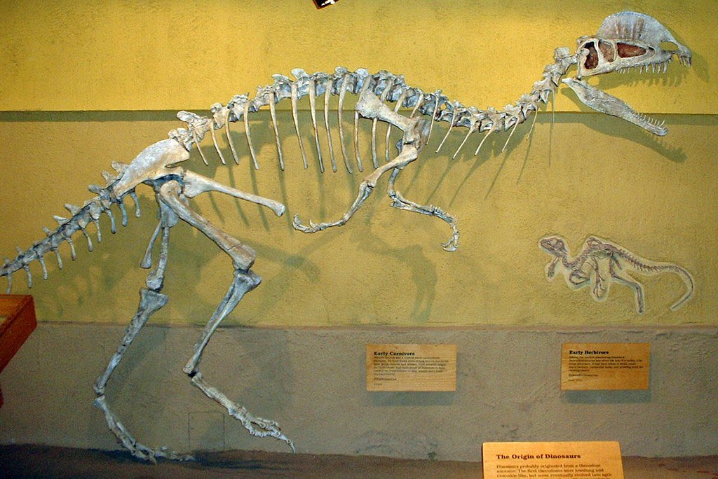 26. For  #TheSummerOfTheropods and  #FossilFriday, here’s a more familiar theropod,  #Dilphosaurus, the “double crested lizard”, a theropod dinosaur that lived in North America during the Early Jurassic with fossils found in Arizona. Mount from  @RoyalTyrrell