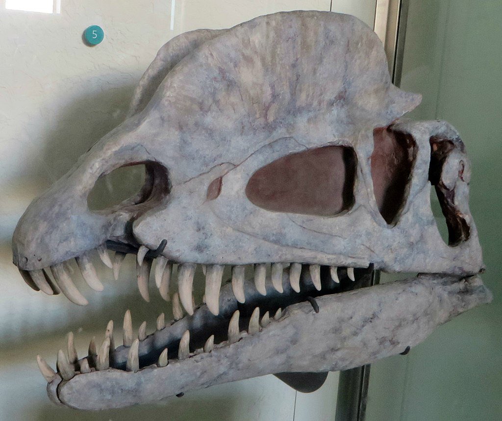 The skull was large, but delicate as the snout was narrow and the upper jaw had a major gap below the nostril similar to spinosaurids. The mandible was slender and delicate at the front, but deep at the back. The teeth were long, curved and thin. Skull from  @AMNH