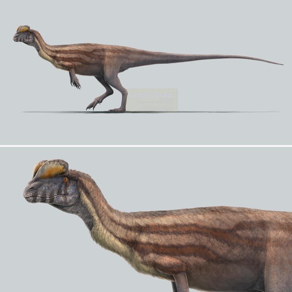 Dilophosaurus had a pair of thin, plate-shaped crests on the roof of the skull. The rest of the body was also impressive, as Dilophosaurus had a long, flexible neck, along with long, powerful arms and sharp claws on each hand. Art by  @skeletaldrawing and  @SerpenIllus.
