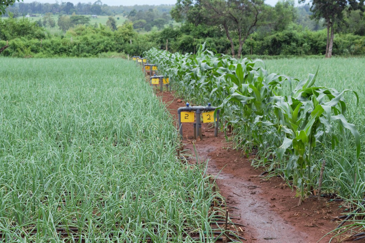 agronomyplus254's tweet photo. Goodmorning from Sagana.
Would you like the same?Contact us;
Agriculture to agribusiness sustainably.
Cell/WhatsApp:+254787 525292
info@agronomyplus.co.ke
#FarmsofAfrica.
#investinginAgribsiness
#Farmmanagement #consulting #Training #Agronomy
#Dripirrigation
#Farmlayout https://t.co/r4hz3YHEWv