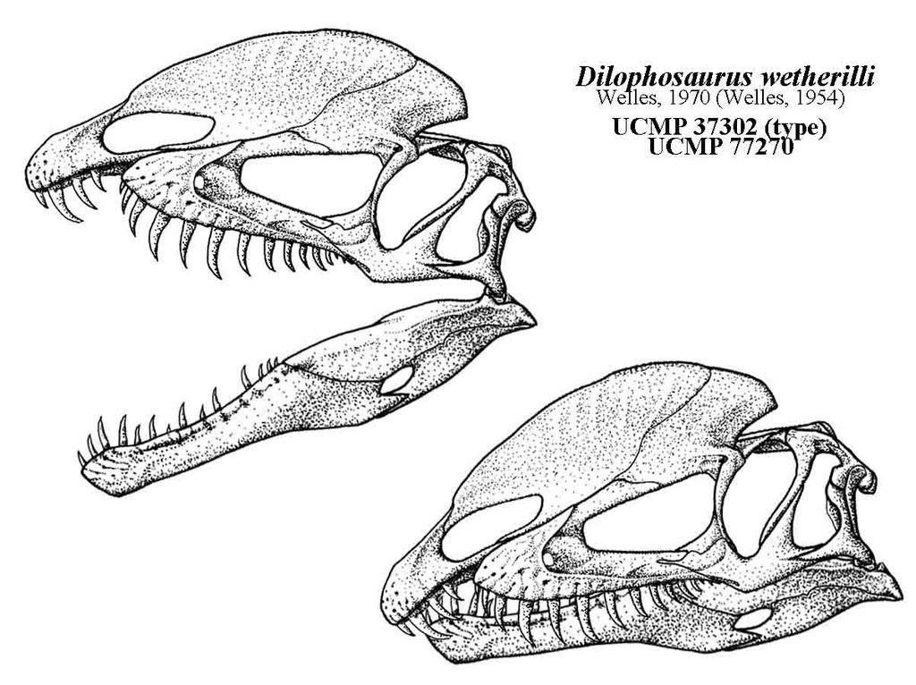 Feeding behavioral studies have shown that Dilophosaurus did not have a powerful bite due to the subnarial gap and probably fed on smaller prey. Art by Jaime A. Headden