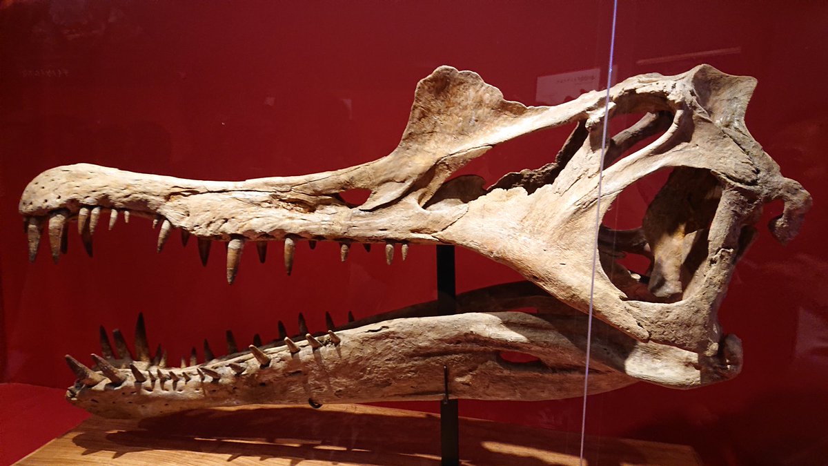 金曜日だから化石貼る 恐竜博より推しのスピノサウルスの頭骨です