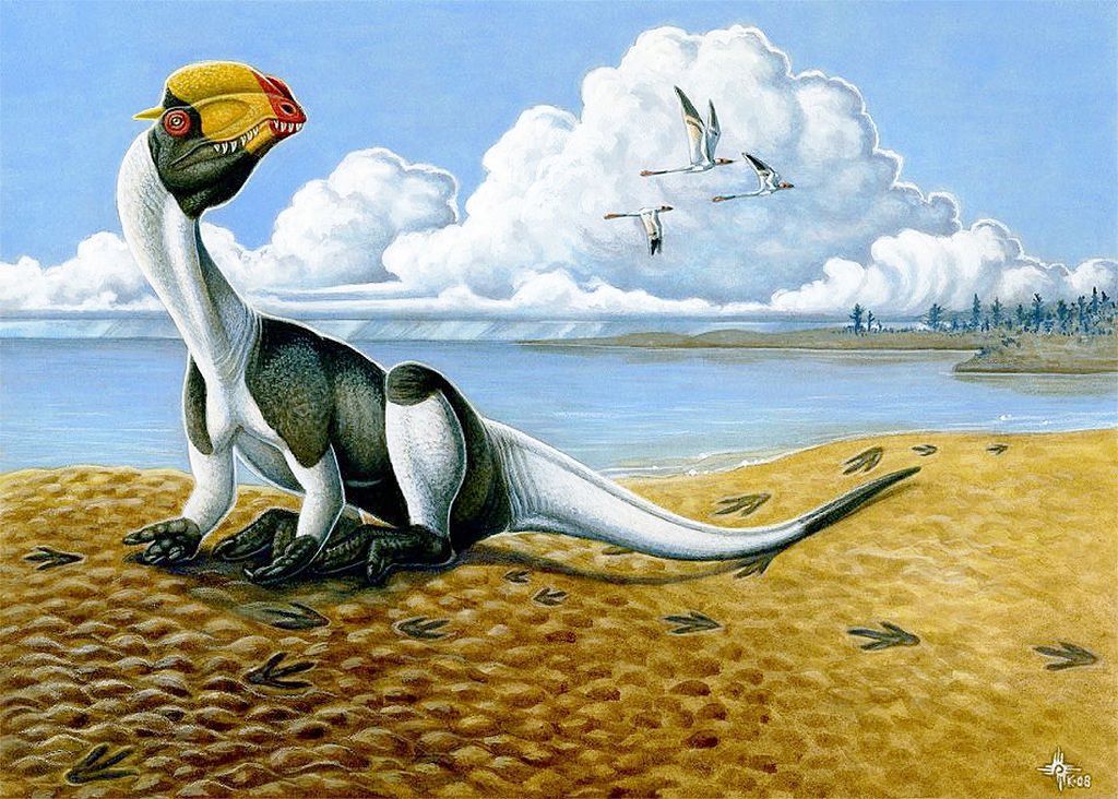 Footprints have also been found, providing an idea on the locomotion of Dilophosaurus, in addition to crouching a rarely captured behavior of theropods. Art by Heather Kyoht Luterman
