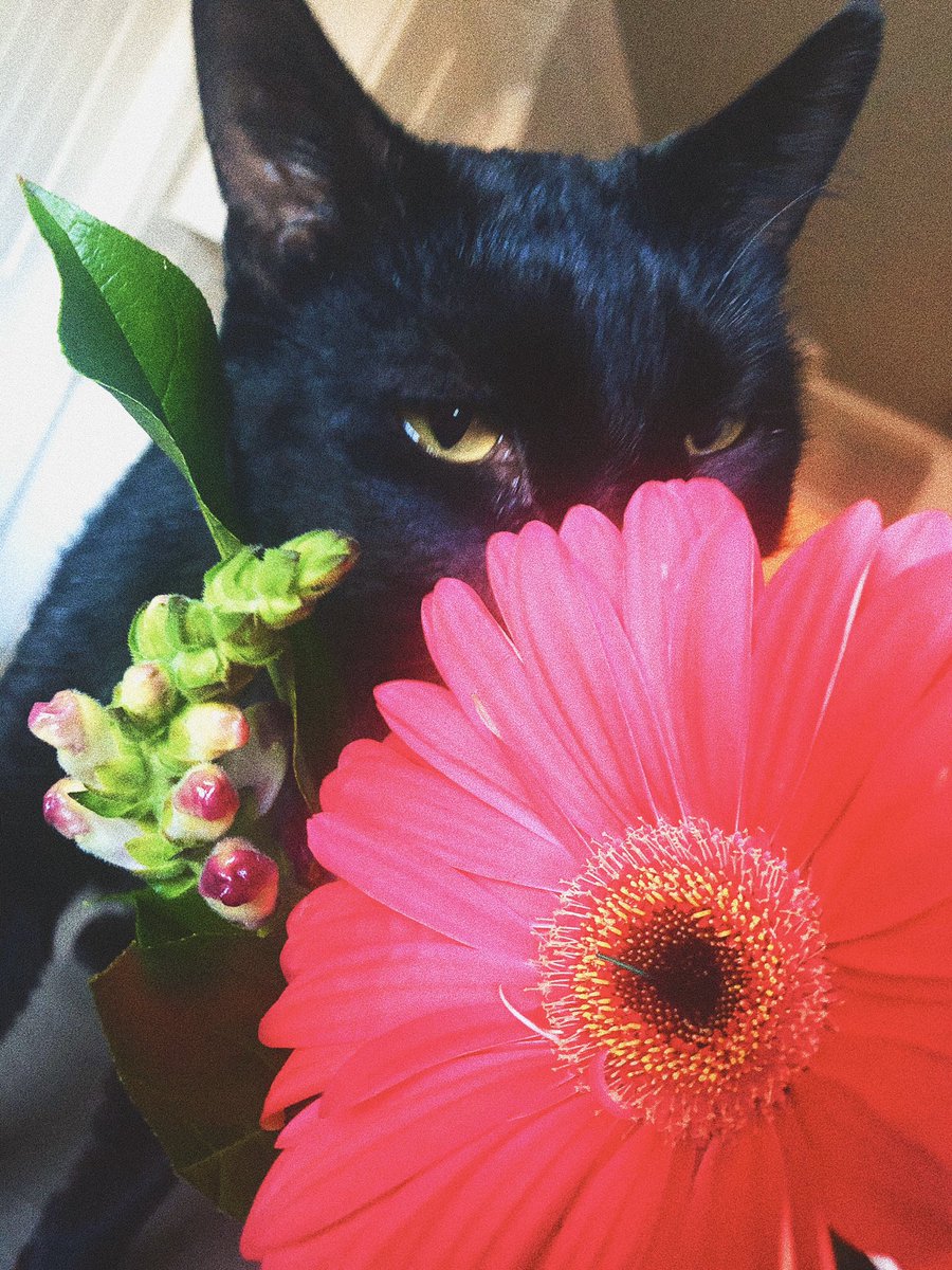 paigeterral's tweet photo. ..okay but why is my cat prettier than me https://t.co/ACfNEYGYEP