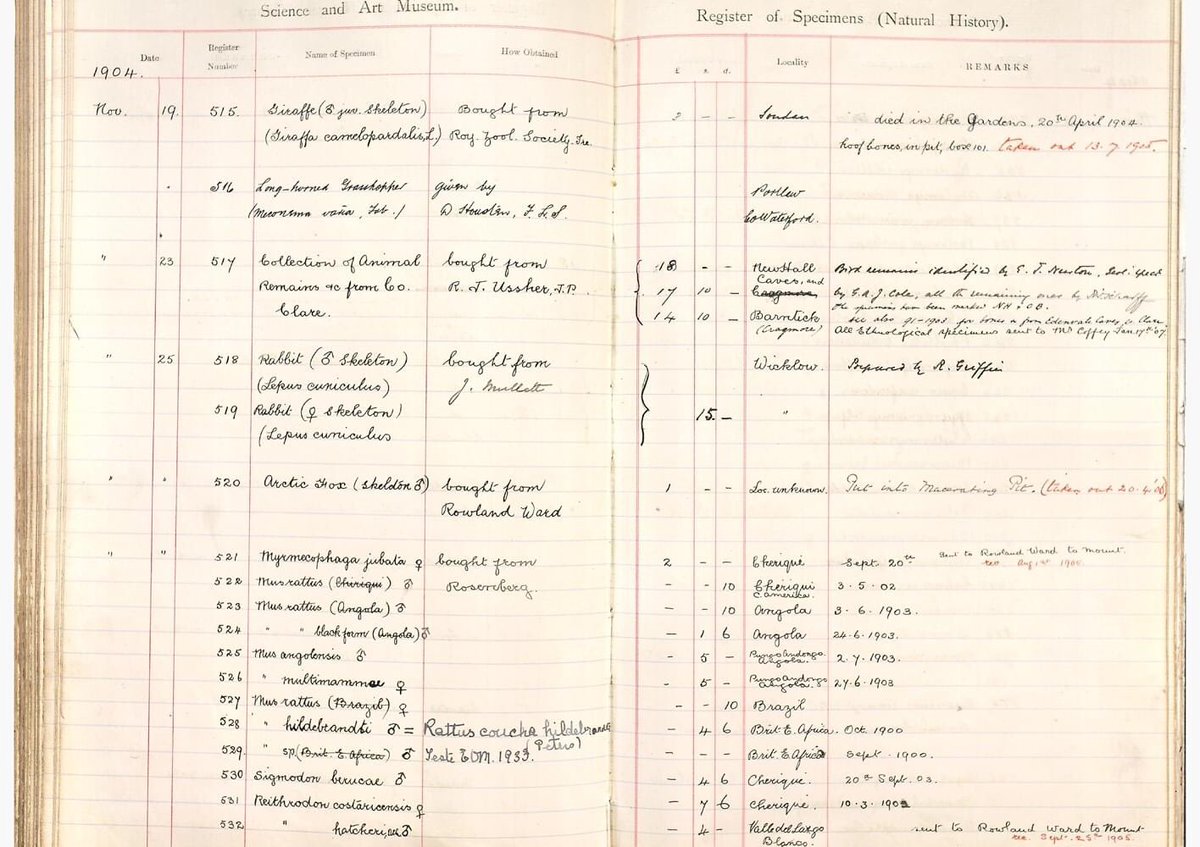 (3/6) The specimen is numbered NH:1904.521 which leads to our museum register for 1904. That records a purchase from ‘Rosenberg’ for £2 of an anteater skin from ‘Chiriquí, C. America’.
