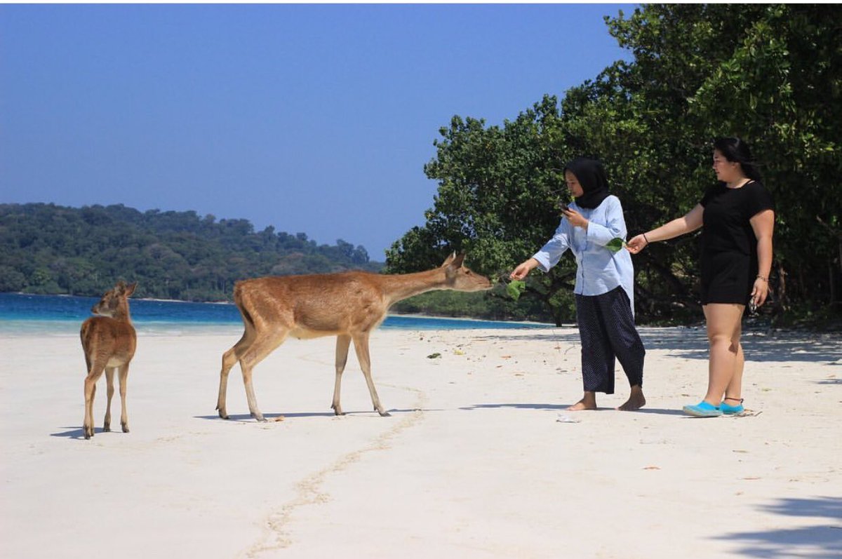 bellasafirraa's tweet photo. @Usamahabd1 Kalau ini di Banten, bonus hutan dengan segala isinya dan savana yang kalau beruntung bisa liat badak bercula 1 dan teman-temannya https://t.co/bev49lWxz5