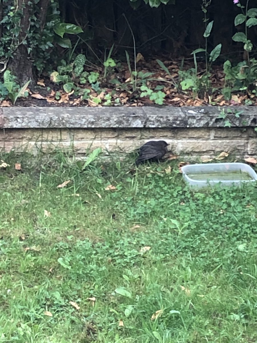 ⁦<a href="/RSPBEngland/">RSPB England</a>⁩ hi there’s a blackbird huddled in the garden. She didn’t move when I went out. Think she’s poorly. Anything I can do?