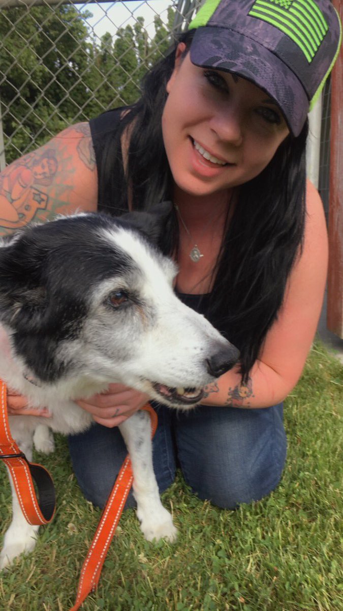 KatMillicent's tweet photo. My oldest doggo, Tucker. Yucky Tucky is living up to his name with some wicked breath. I love him. #bordercollie #mcnabb #dogs https://t.co/XpYNnt6xWS