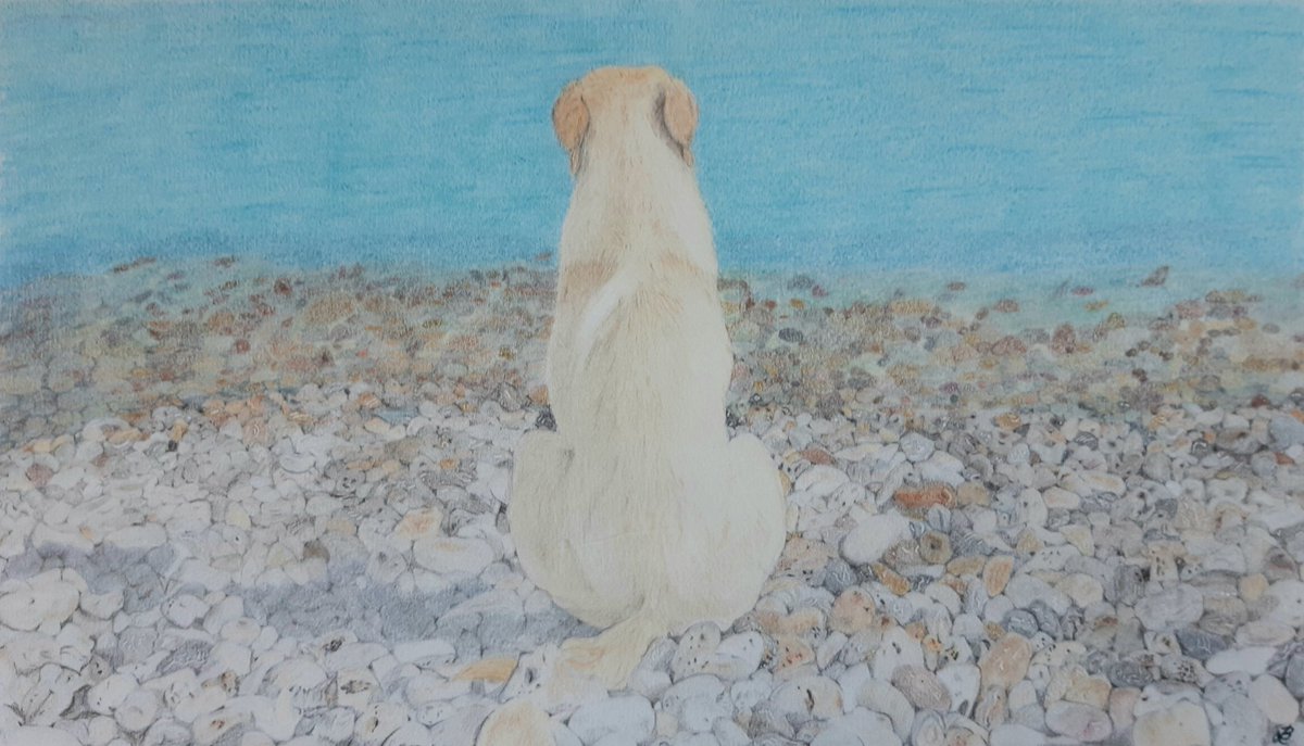 creative_brook's tweet image. Finally finished!! This commission has taken me most of lockdown to complete but I am delighted with the outcome! 😊

#art #labouroflove #drawing #artistic #colouredpencil #pencilart #dogs #Labrador #dogart #petportrait #pebbles #pebblebeach #natureart #animalart #ukcps