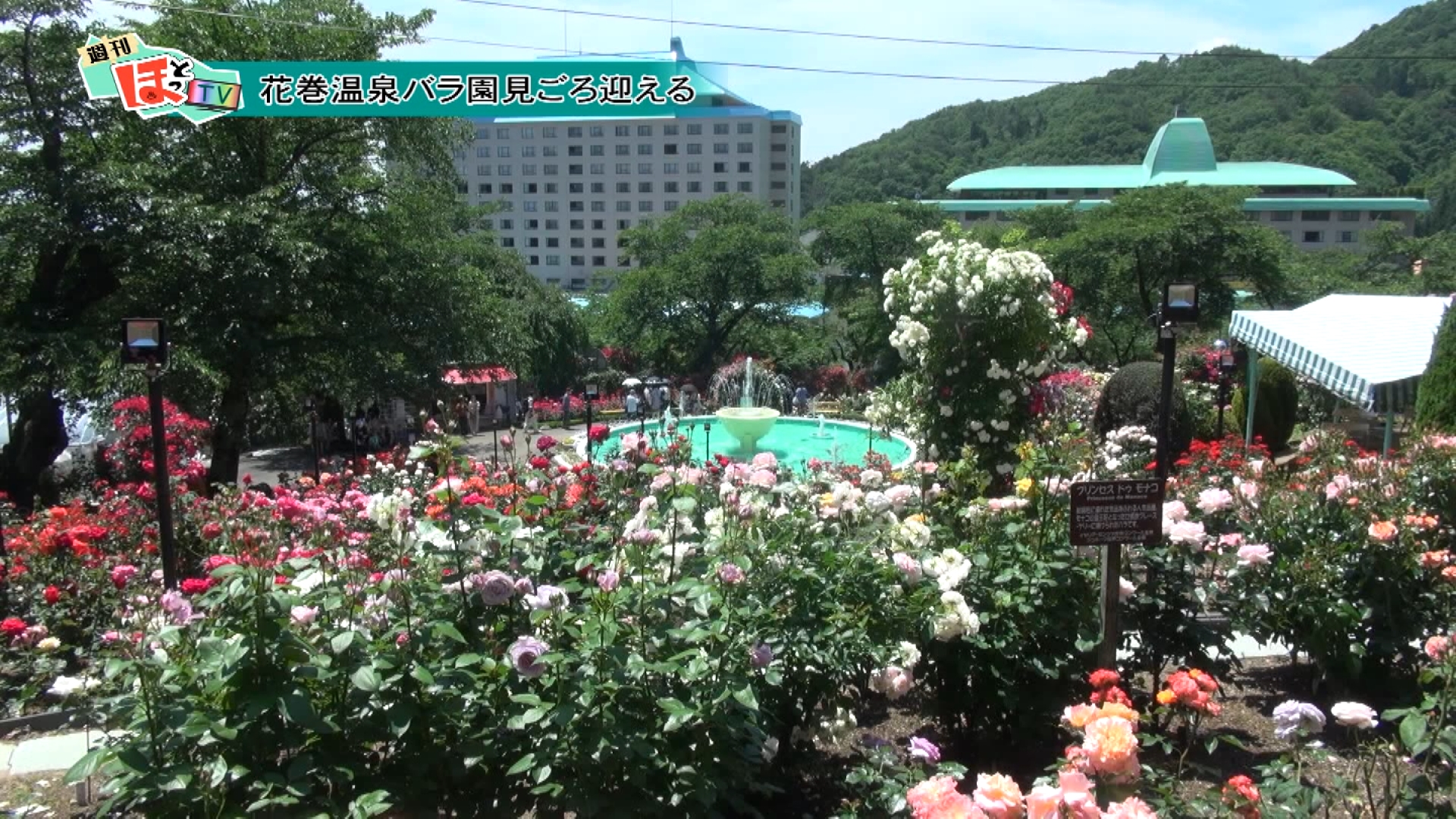花巻ケーブルテレビ 公式 در توییتر 27 土 28 日 の週刊ほっとtv はなまき賢治セミナー 寄付金贈呈式 出前剪定実習 花と緑の会総会 花巻温泉バラ園見頃 他 農家さん直伝レシピ 花のある風景も 岩手 花巻 週刊ほっとtv イトーヨーカドー花巻店 銀河 花巻ケーブルテレビ 公式 در توییتر 27 土 28 日 の週刊ほっとtv はなまき賢治セミナー 寄付金贈呈式 出前剪定実習 花と緑の会総会 花巻温泉バラ園見頃 他 農家さん直伝レシピ 花のある風景も 岩手 花巻 週刊ほっとtv イトーヨーカドー花巻店 銀河
