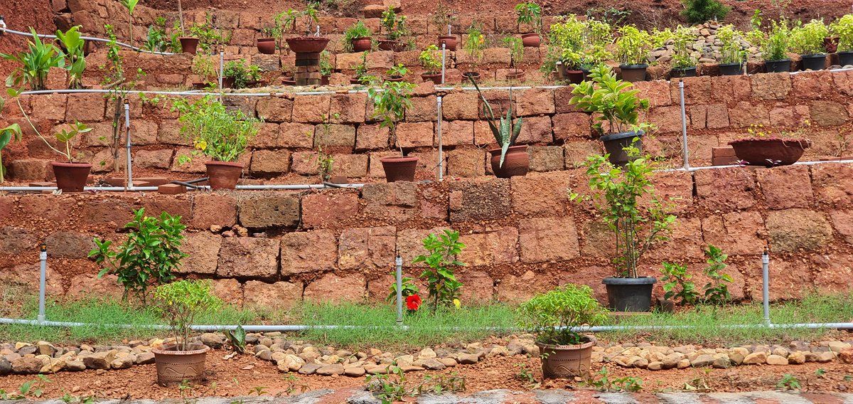 SriCharanaSeva's tweet photo. ಅಶೋಕೆಯ @VVV_University ಪರಿಸರದಲ್ಲಿ;  ನಿರ್ಮಾಣಗೊಂಡ ಹೂದೋಟದಲ್ಲಿ ಅರಳಿದ ಹೂವು! https://t.co/Rp89mRFWc5