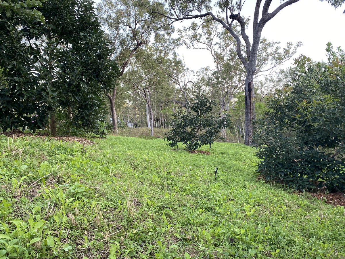 regenag's tweet photo. Thanks @downundercovers for the 13 way winter multi species cover crop seed coming up very nicely in Avocado orchard. #diversity #interrow #soilcarbon https://t.co/a4GECps3z8