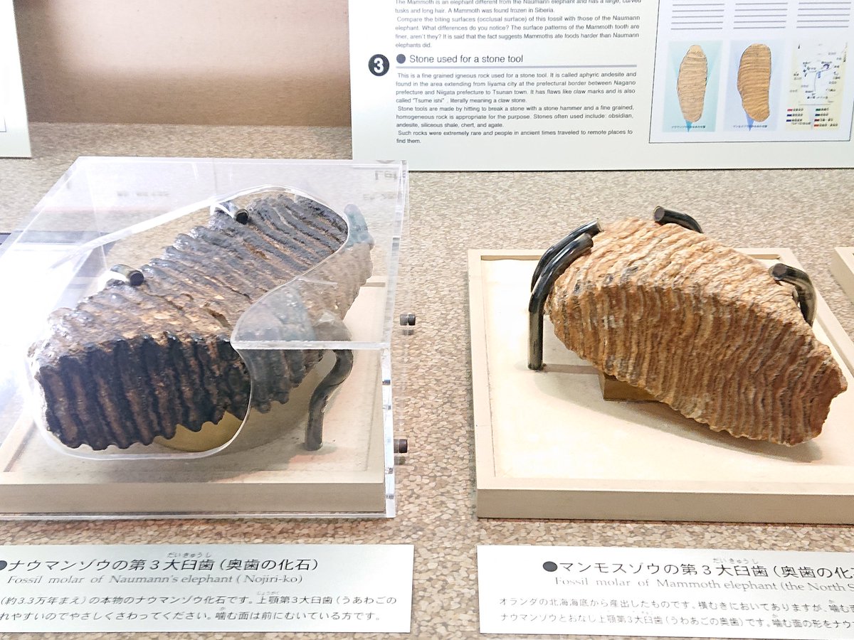 しちみ黒猫 on X