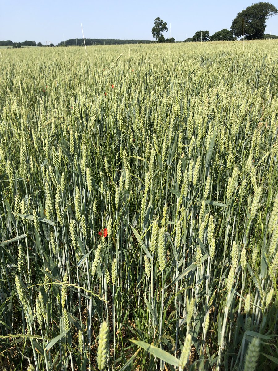 Morning! Don’t suppose you’re curious to know what the difference is between these 2 pictures?

Join us today (9am or even 3pm) to find out about this and a whole manner of other things around ryegrass control from the @SyngentaCropsUK Doncaster Site. 

syngenta.co.uk/search/events