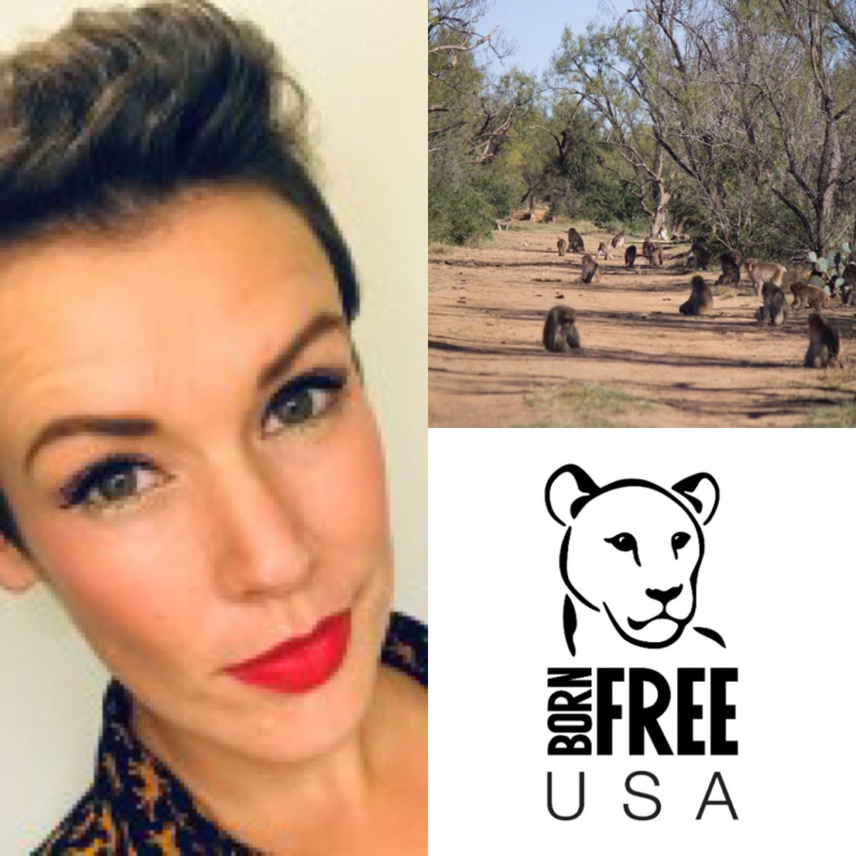 🥳 Ep11 with Liz Tyson is out now 🥳 

Listen here: podbean.com/eu/pb-n8ev8-e1…

Also on Spotify & iTunes

Liz is the Programs Director for @BornFreeUSA & Director of the Born Free USA Primate Sanctuary.
 
#bornfree #bornfreeusa #primate #monkey #monkeys #primates #primatesanctuary