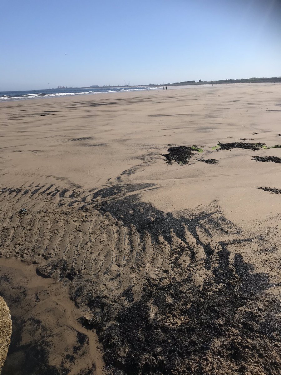 SpanielsSuper's tweet photo. Mum has been looking at all the mad pictures of people on the beach yesterday 🤷‍♀️ Bonkers! This was us on our beach.... Mo tried to look for people, but they’re just weren’t any 😁 #DesertedBeachesAreBest #NotASoulInSight #SaferBeaches https://t.co/TKb9YDiUuf
