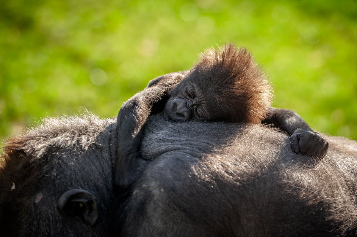Citizenkid_'s tweet photo. #Naissance Thandie, une magnifique bébé gorille au Zoo d'Anvers @zooantwerpen #ZOOsamen #babygorilla #ZOOAntwerpen  #gorillababy https://t.co/UQ8PTA2J94