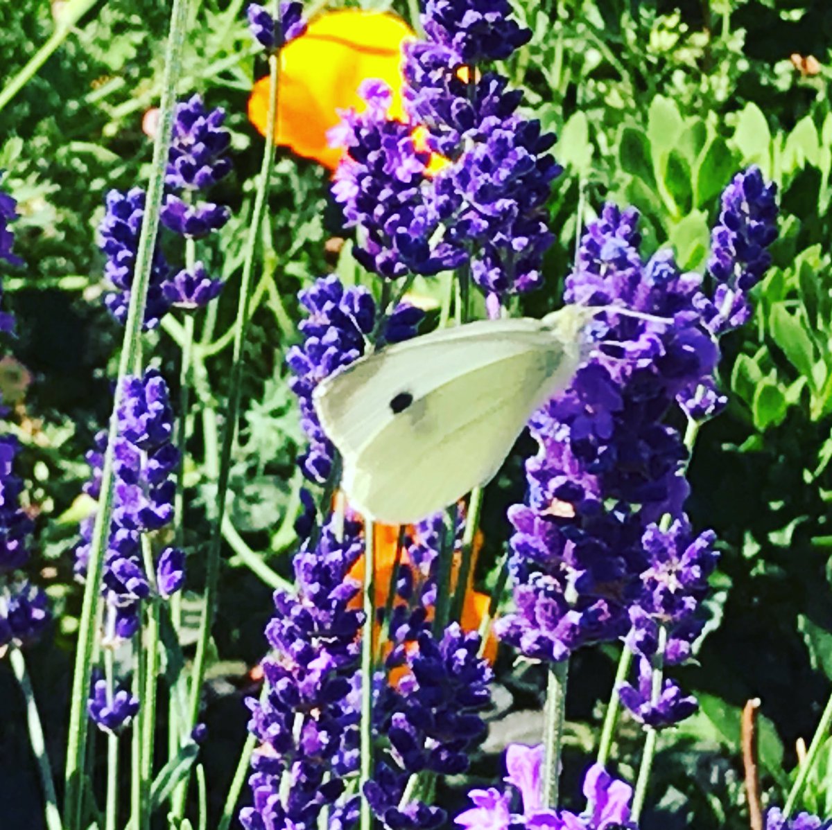 VLIETJE (@costar1946) on Twitter photo 