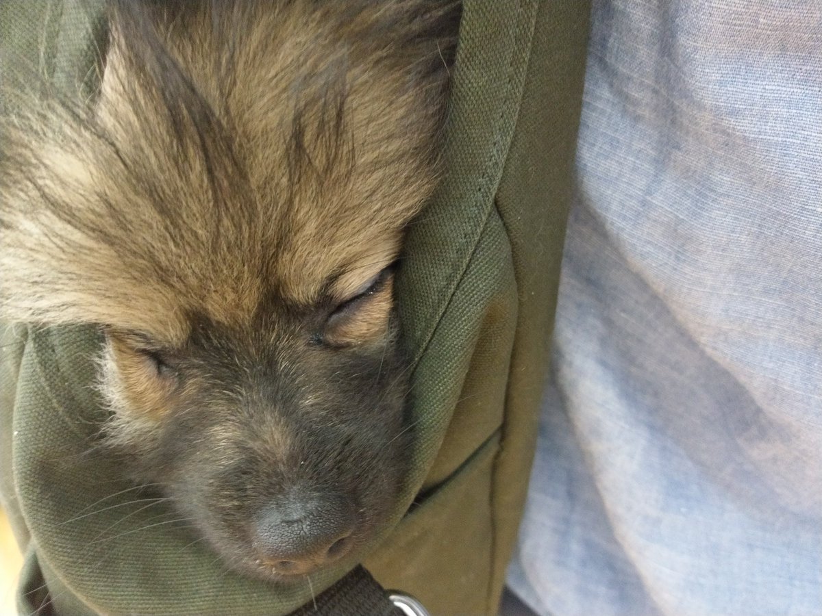 らんすずちゃん 蘭丸ちゃん鈴音ちゃん 遊び疲れたなー おやすみなさーい いぬ 犬 愛犬 わんこ 子犬 Dog 小型犬 ペット ポメラニアン ポメ たぬき いぬのいる暮らし いぬ可愛い 犬好きさんと繋がりたい らんすずちゃん 蘭丸ちゃん鈴音ちゃん 遊び疲れたなー おやすみなさーい いぬ 犬 愛犬 わんこ 子犬 Dog 小型犬 ペット ポメラニアン ポメ たぬき いぬのいる暮らし いぬ可愛い 犬好きさんと繋がりたい
