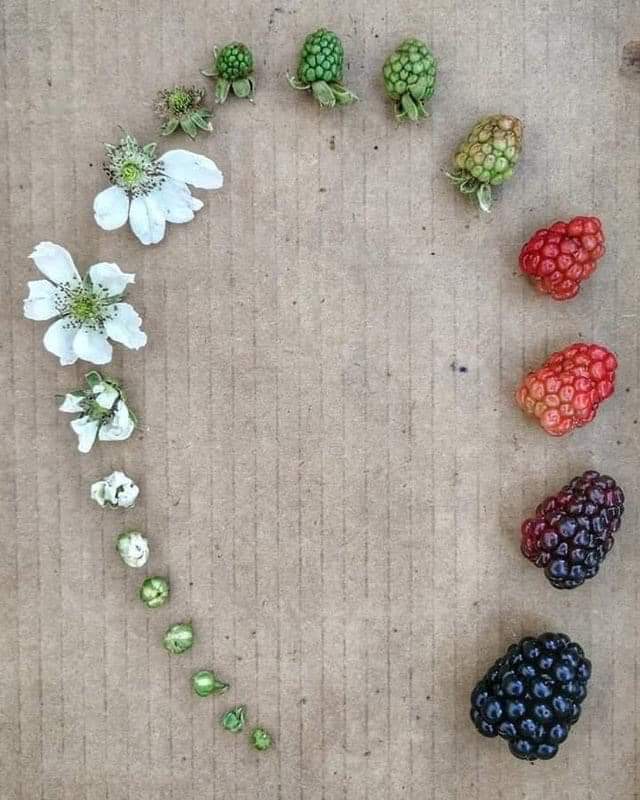 When we ask students to describe a life cycle how many students automatically describe an animal? This is such a beautiful example to share with students - the life cycle of a blackberry. Beautiful and tasty! 💜