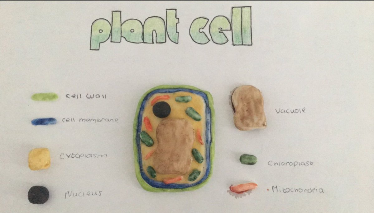 WcbScience's tweet image. Year 8 pupils use household objects to compare animal cells and plant cells part a