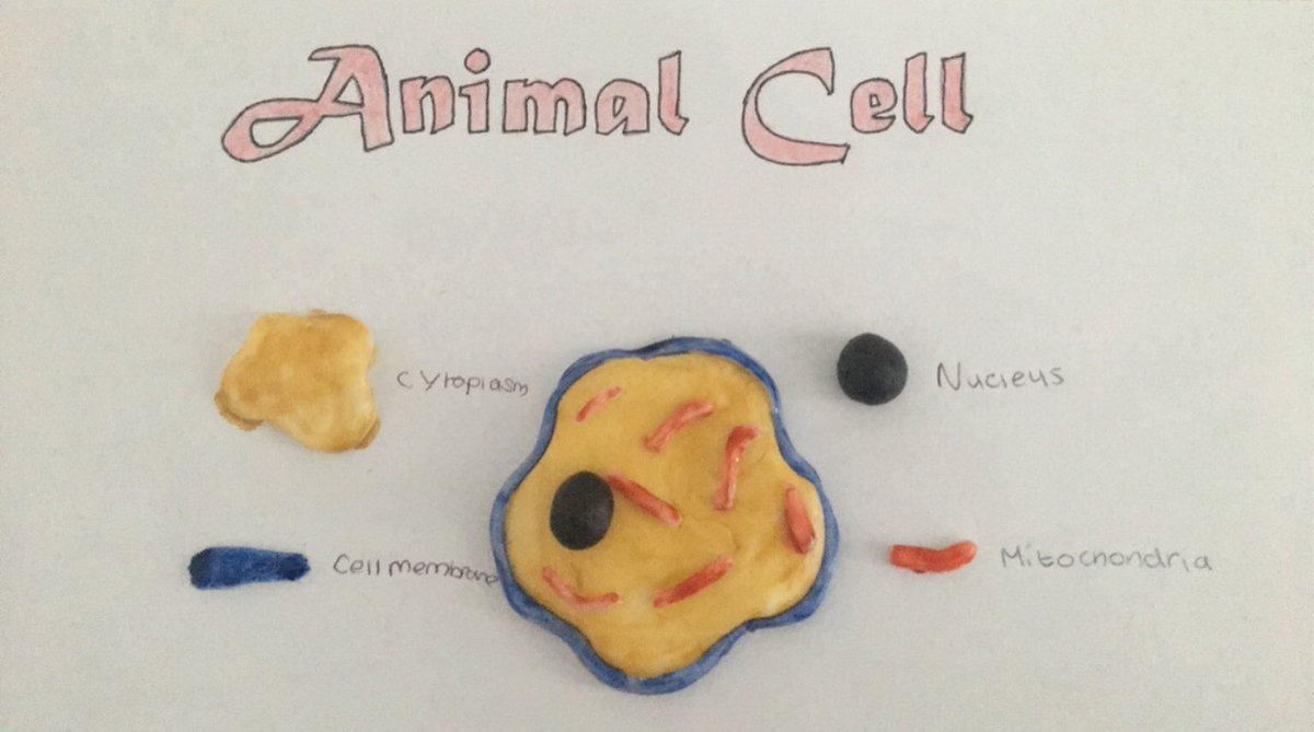 WcbScience's tweet image. Year 8 pupils use household objects to compare animal cells and plant cells part a