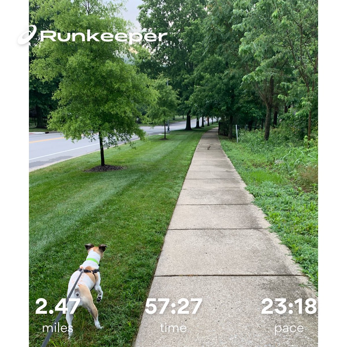 Morning dog walk with Padmé #vacationtime