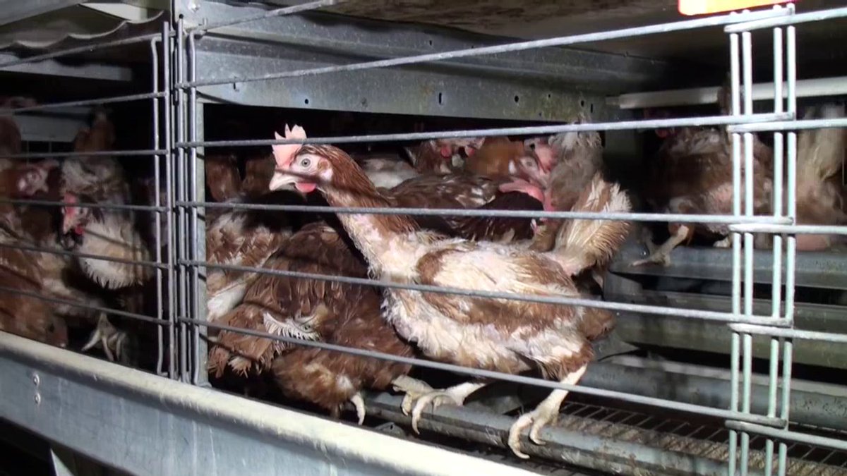 I challenge you to think critically about where your food comes from.

If it includes meat, milk, or eggs, I promise you that it also includes cruelty.

Cruelty that you don't want to support.

So how do you rectify this? Choose food made from plants. It's that simple. 🌱