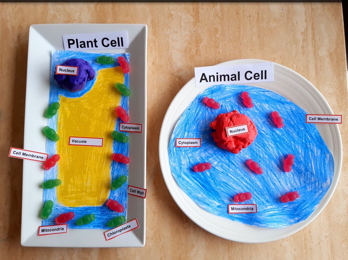 WcbScience's tweet image. Year 8 pupils use household objects to compare animal cells and plant cells part b