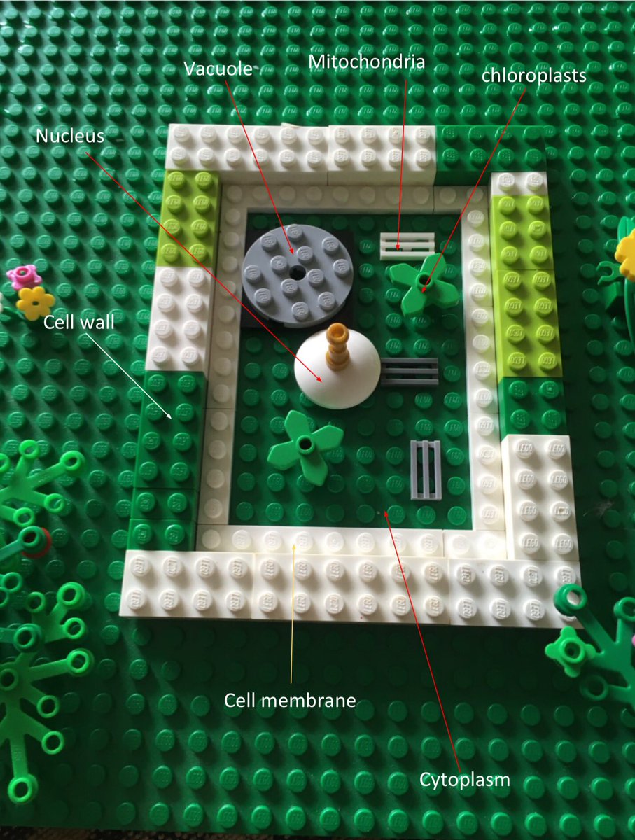 WcbScience's tweet image. Year 8 pupils use household objects to compare animal cells and plant cells part b
