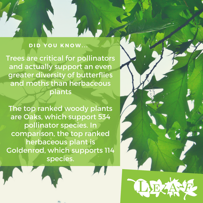 It's the last day of #PollinatorWeek, but things don't need to end now! We encourage you to create your own pollinator-friendly yard. This factsheet can help you get started: bit.ly/3dV5hUg #BeesLoveTrees <a href="/opg/">Ontario Power Gen</a> <a href="/OnBioCouncil/">Ontario Biodiversity Council</a> <a href="/PollinatorPlant/">PlantsForPollinators</a> <a href="/Pollinators/">Pollinator Partnership</a>