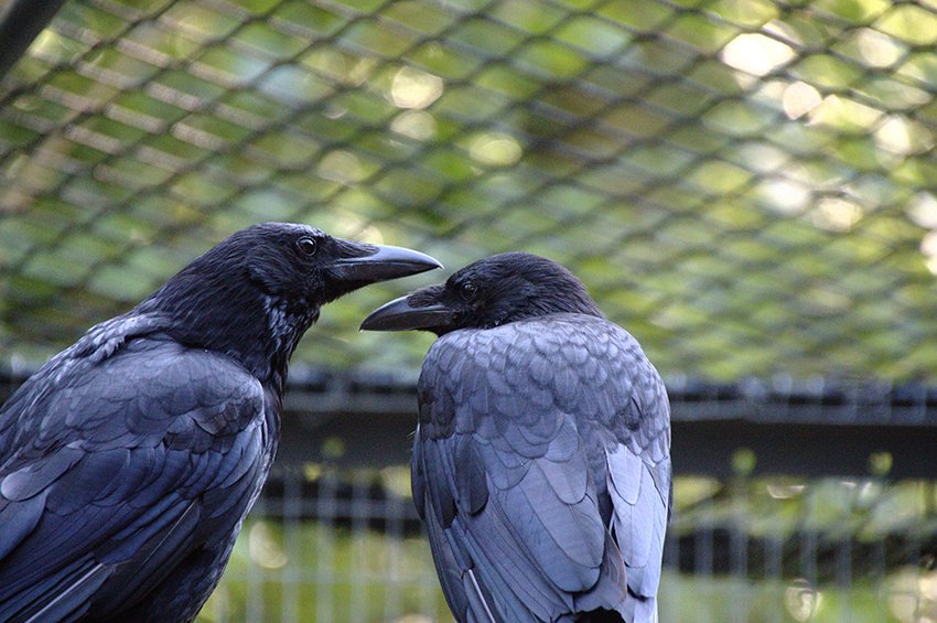  @WascherClaudia "Hi, I am Claudia! I am a Senior Lecturer at Anglia Ruskin University, and study how social behaviour affects physiology and cognition (mainly) in birds."